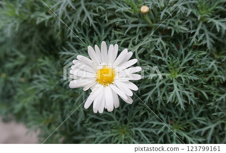 White Argyranthemum flower in the garden 123799161