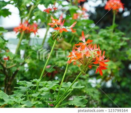 Pelargonium Inquinans, The Red Geranium is a species of plant in the genus Pelargonium. 123799164