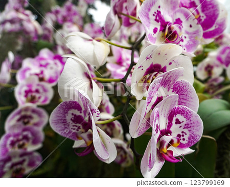 Doritenopsis orchid. Pink indoor orchid flowers 123799169