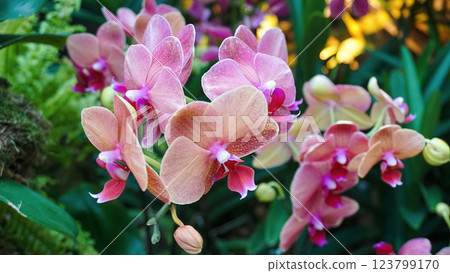 Doritenopsis orchid. Pink indoor orchid flowers Doritenopsis orchid. Pink indoor orchid flowers 123799170
