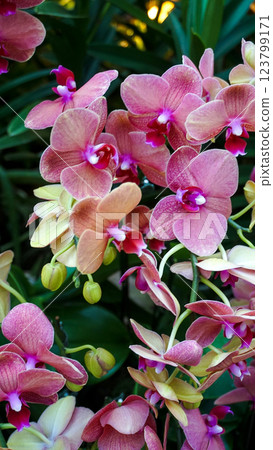 Doritenopsis orchid. Pink indoor orchid flowers Doritenopsis orchid. Pink indoor orchid flowers 123799171