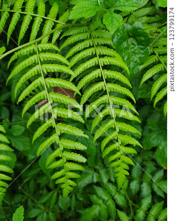 Beautiful fern leaf texture in nature. Natural ferns background. Fern leaves Close up. Fern plants in forest. Background nature concept. 123799174