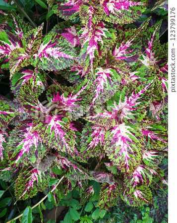 The colorful leaves of Coleus or Plectranthus scutellarioides . Beautiful leaves are popular for planting 123799176