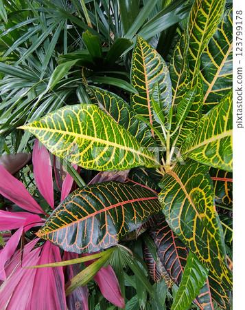 Codium variegated at green garden 123799178