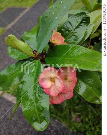 Close up Crown of Thorns, Christ Thorn flower with leaves. or Scientific name Euphorbia milii Des Moul Close up Crown of Thorns, Christ Thorn flower with leaves. or Scientific name Euphorbia milii Des Moul 123799179