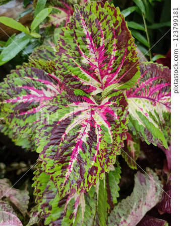 The colorful leaves of Coleus or Plectranthus scutellarioides . Beautiful leaves are popular for planting The colorful leaves of Coleus or Plectranthus scutellarioides . Beautiful leaves are popular for planting 123799181