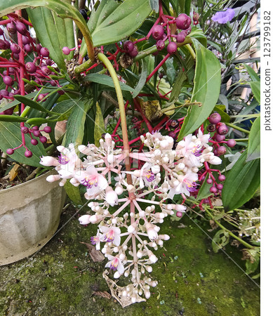 Beautiful blooming bright pink Medinilla magnifica, Philippine Orchid, inside greenhouse on green pants background. Gardening hobby, plant breeding and cultivation 123799182