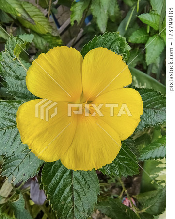 Sage Rose or Yellow Alder or Yellow Buttercups or Turnera ulmifolia Sage Rose or Yellow Alder or Yellow Buttercups or Turnera ulmifolia 123799183