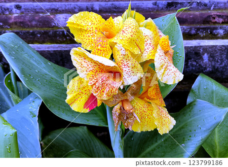 Canna Yellow King Humbert thrives in warm, moist conditions with full to partial sun exposure. Canna Yellow King Humbert thrives in warm, moist conditions with full to partial sun exposure. 123799186
