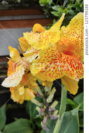 Canna Yellow King Humbert thrives in warm, moist conditions with full to partial sun exposure. 123799188