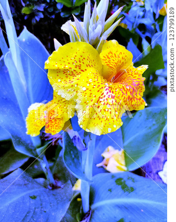 Canna Yellow King Humbert thrives in warm, moist conditions with full to partial sun exposure. 123799189