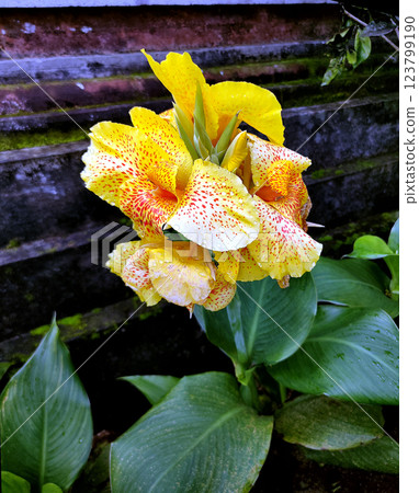 Canna Yellow King Humbert thrives in warm, moist conditions with full to partial sun exposure. 123799190