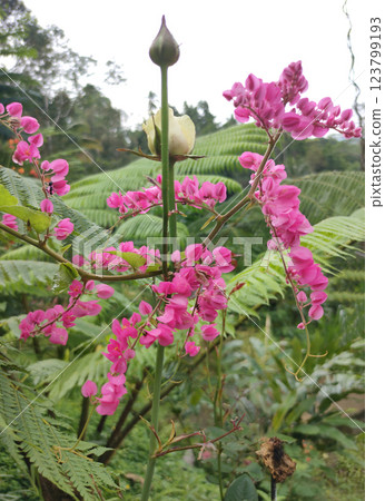 Mexican creeper, Chain of love flower, Coral vine. Mexican creeper, Chain of love flower, Coral vine. 123799193