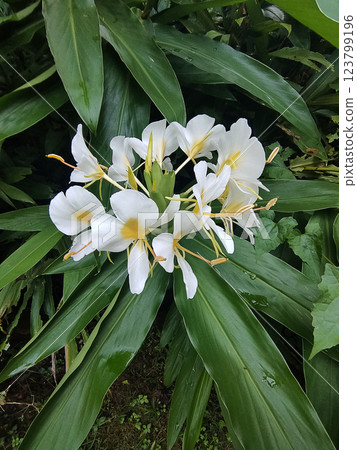 Close up of Yellow Ginger Lily, Butterfly Ginger, scientific name Hedychium flavescens 123799196