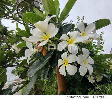 White plumeria on the plumeria tree,White and yellow plumeria frangipani flowers and leaves background. White plumeria on the plumeria tree,White and yellow plumeria frangipani flowers and leaves background. 123799199