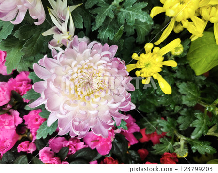 Beautiful pink chrysanthemum as background picture. Chrysanthemum wallpaper, chrysanthemums in autumn. 123799203