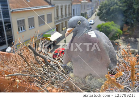 A dove warms the little baby pigeons. A pair of pigeons made a nest on the windowsill. Pigeon life in the city 123799215