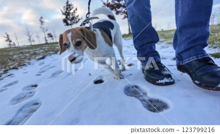 A man on a stroll with his dog in a snowy landscape. Dog on a walk in melting snow. The concept of walking a dog and the friendship of a dog master A man on a stroll with his dog in a snowy landscape. Dog on a walk in melting snow. The concept of walking a dog and the friendship of a dog master 123799216