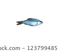 puntius fish isolated on white background 123799485