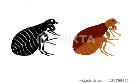 Flea insect in colored and black and white versions, side view 123799561