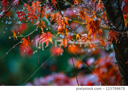 Autumn leaves wet with rain 123799678