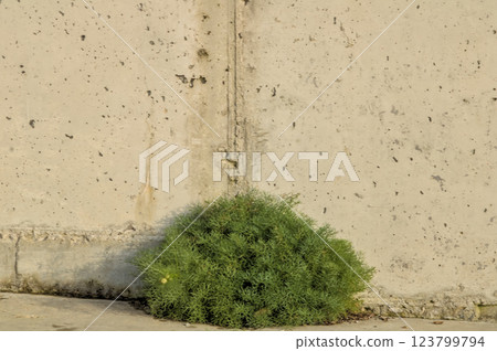 granite wall with green plant granite wall with green plant 123799794