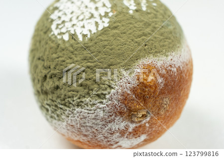 Decay and Fungal Growth on a Lemon Surface 123799816