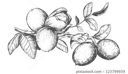 Branch Walnuts drawn horizontal. Vector illustration in engraving technique. Ingredient for nut paste, oil, liqueur. For packaging design. Linear drawing in ink. Branch Walnuts drawn horizontal. Vector illustration in engraving technique. Ingredient for nut paste, oil, liqueur. For packaging design. Linear drawing in ink. 123799939