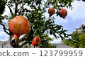 石榴果實成為一棵樹 123799959