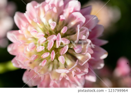 extreme macro shot of pink clover. sunny day extreme macro shot of pink clover. sunny day 123799964