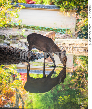 [Autumn] Deer in Nara Park [Autumn leaves] 123799988