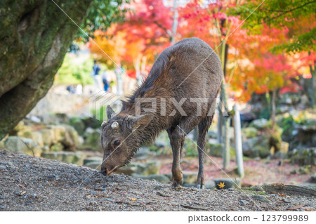 [秋] 奈良公園的鹿 [紅葉] 123799989