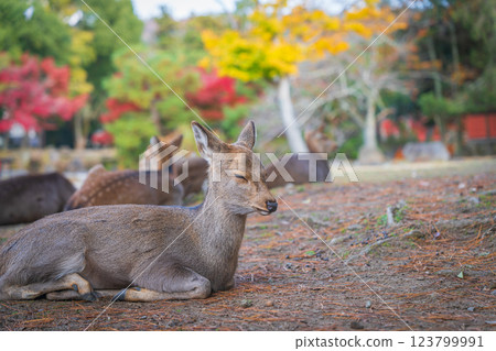 [秋] 奈良公園的鹿 [紅葉] 123799991