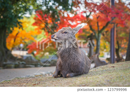 [Autumn] Deer in Nara Park [Autumn leaves] 123799996