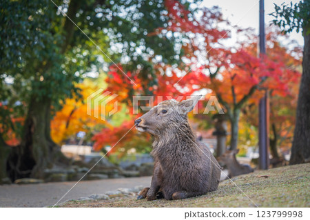 [Autumn] Deer in Nara Park [Autumn leaves] 123799998