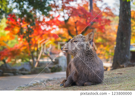 [秋] 奈良公園的鹿 [紅葉] 123800000