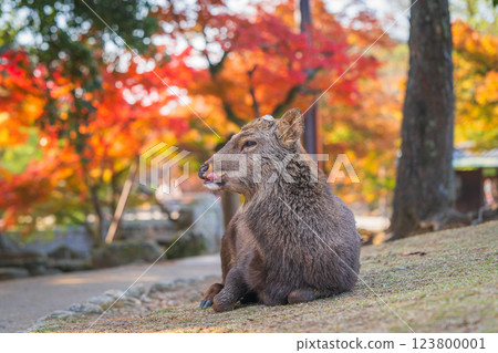 [秋] 奈良公園的鹿 [紅葉] 123800001