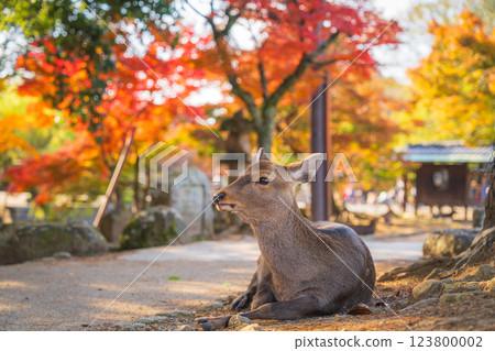 [秋] 奈良公園的鹿 [紅葉] 123800002