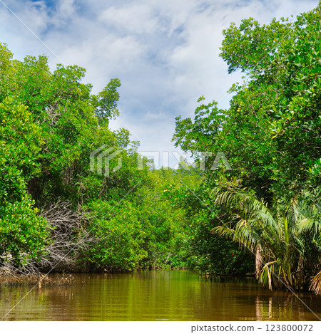 Mangroves on the shores of a picturesque lake. Sri Lanka. Mangroves on the shores of a picturesque lake. Sri Lanka. 123800072