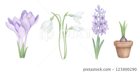 First flowers set with bulbous plants. Watercolor collection of purple crocuses, snowdrops, hyacinth and sprouted bulb in a pot isolated on white. Floral clipart for postcard design and scrapbooking. 123800290