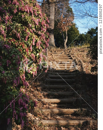 樓梯兩旁盛開著仙女座花 樓梯兩旁盛開著仙女座花 123800297