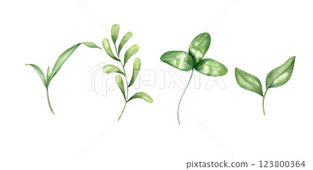 Watercolor green grass plant, branch with leaves and clover leaf set illustration background. Farm wild floral hand painted herb elements clip art for greeting card, invitation design, rustic decor 123800364
