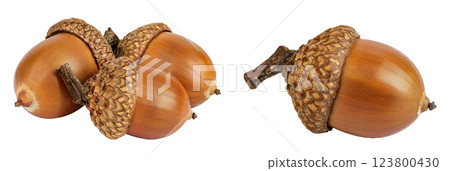 Brown acorn oak nut isolated on white background 123800430