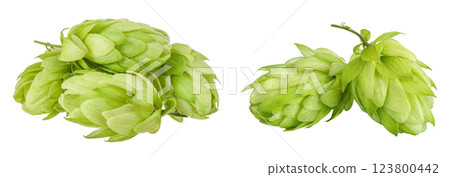 Hop cones isolated on white background. Beer brewing ingredients 123800442