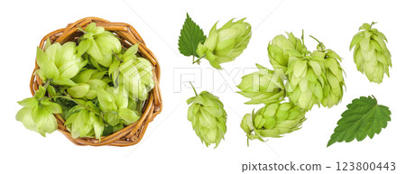 Hop cones in wicker basket isolated on white background. Beer brewing ingredients. Top view. Flat lay Hop cones in wicker basket isolated on white background. Beer brewing ingredients. Top view. Flat lay 123800443