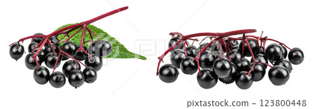 Ripe black elderberry or elder with green leaves isolated on a white background. Sambucus Ripe black elderberry or elder with green leaves isolated on a white background. Sambucus 123800448