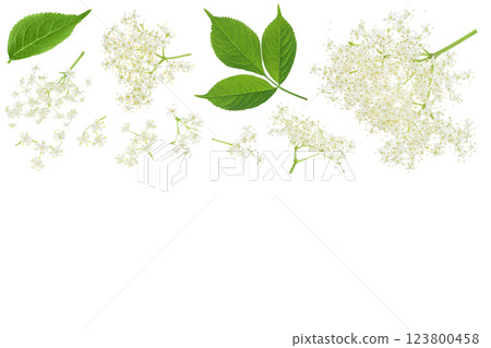 Elderberry flower or Sambucus nigra isolated on a white background with copy space for your text. Top view. Flat lay. 123800458