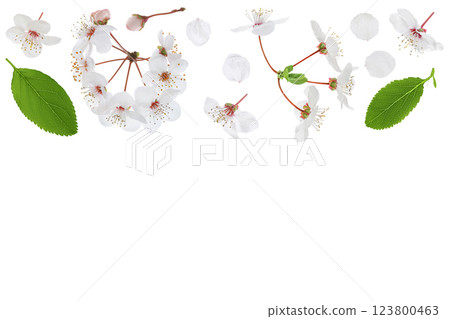 branch with cherry flowers isolated on white background. Top view with copy space for your text. Flat lay 123800463
