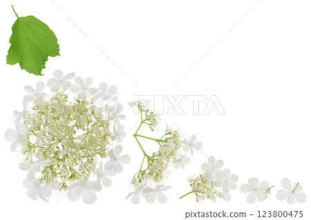 Viburnum flower isolated on a white background. Top view with copy space for your text. Flat lay. Viburnum flower isolated on a white background. Top view with copy space for your text. Flat lay. 123800475