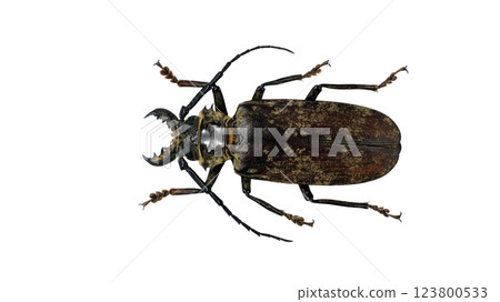 Acanthophorus maculatus displays its elongated body and strikingly patterned carapace. The beetle's impressive antennae extend outward, highlighting its longhorn features and unique coloration. 123800533